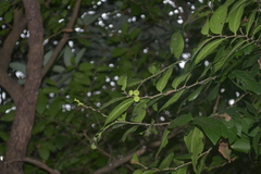 Glochidion velutinum